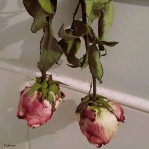 Photo de Patmor: Roses à sécher