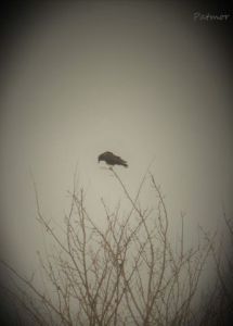 Voir cette oeuvre de Patmor: Pensées tristes