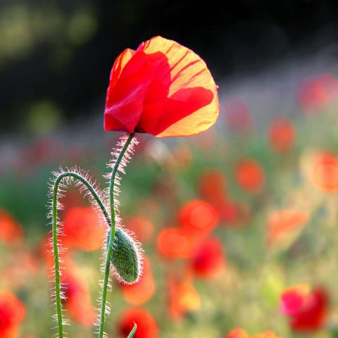 Incandescence - Photo - Jean-Luc Rousseau