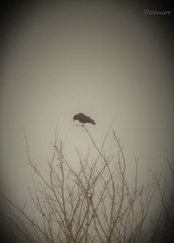 Pensées tristes - Photo - Patmor