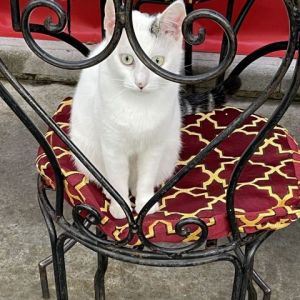 Voir cette oeuvre de Doriane Metz: Nougat, la mascotte du Marché des Enfants Rouges