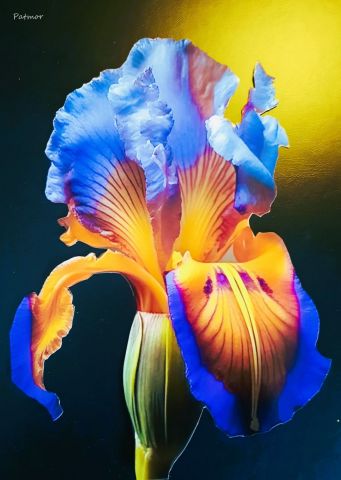 Peinture : Iris - Patmor