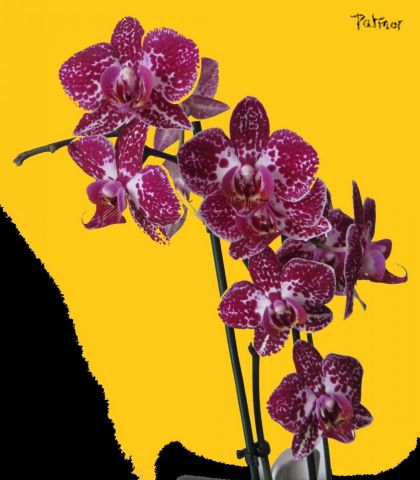 Peinture : Orchidées - Patmor