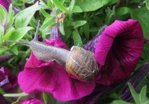Photo by Patmor : Escargot
