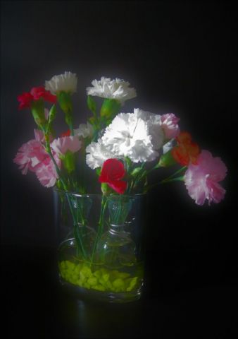 Photo de Patmor : Œillets, œillets braves gens