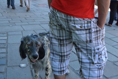 Photo de Patmor : Chien se tenant à carreaux