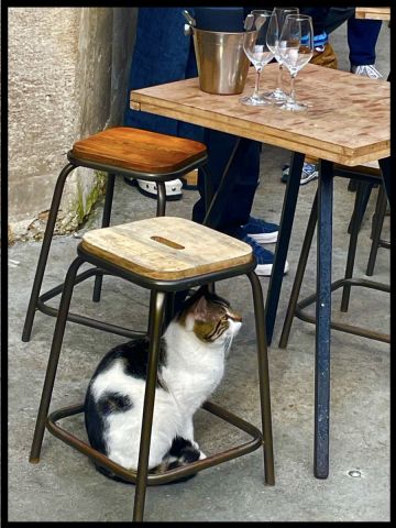 Photo de Doriane Metz : Chat à l'heure de l'apéritif