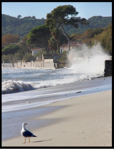 Photo de Doriane Metz : Vagues & Goeland