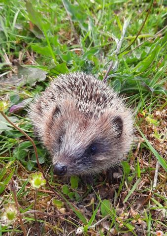 Photo de Patmor : Hérisson dans mon jardin