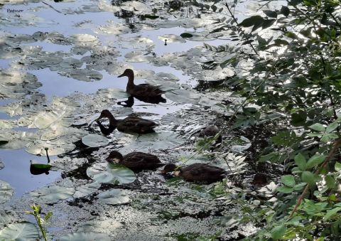 Photo de Patmor : Canards dans la maine