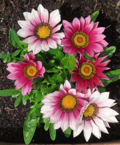 Photo de Patmor : Marguerites