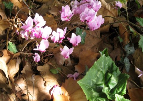 Photo de Patmor : Crocus