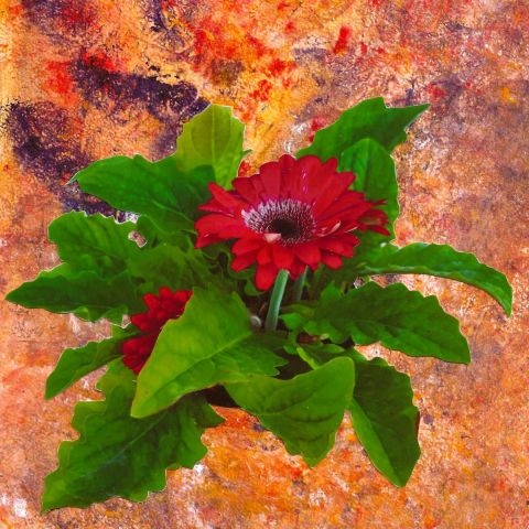 Photo de Patmor : La marguerite rouge
