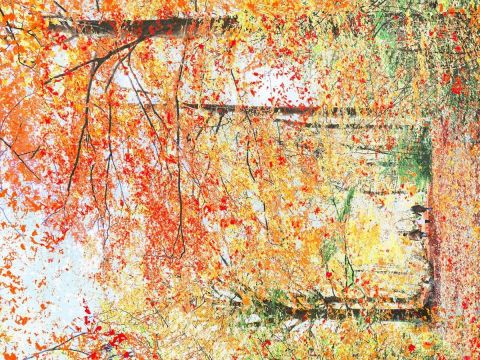 Photographie de Jean-Luc Rousseau : Balade d'automne - Bois de la Vecquée (Namur)