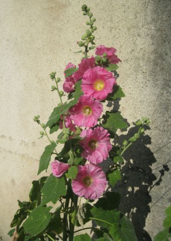 Photographie de Patmor : Rose trémière devant un mur gris